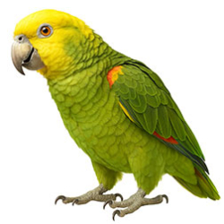Amazon Parrots